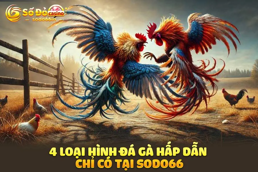 4-loại-hình đá gà hấp dẫn-chỉ-có-tại sodo66