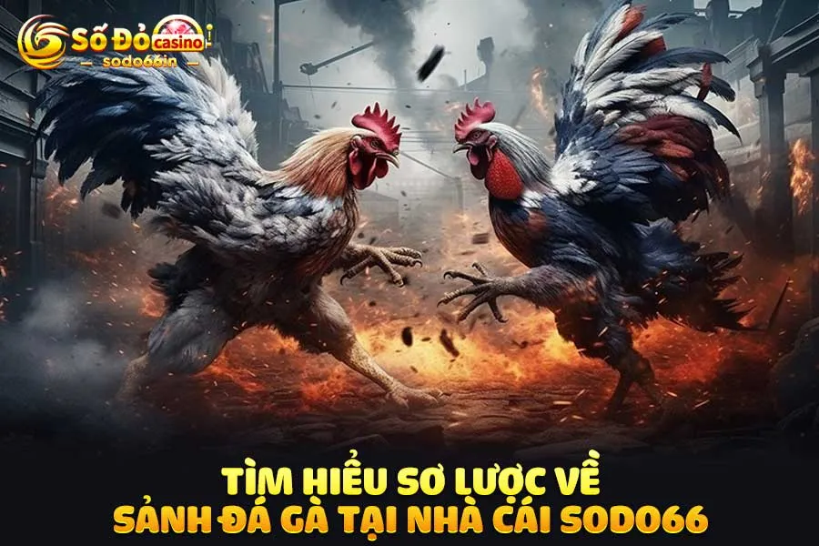 tìm-hiểu-sơ-lược-về-sảnh đá gà tại-nhà-cái-sodo66
